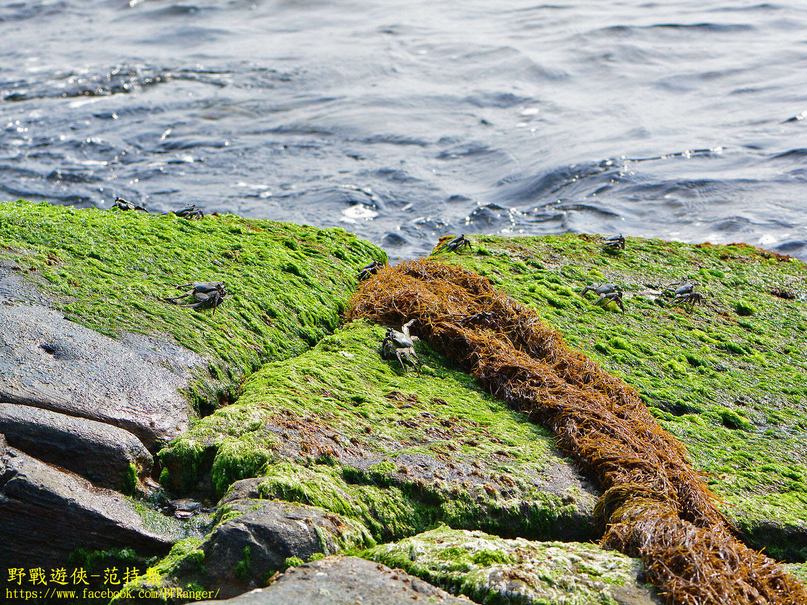 Image of Shore crab