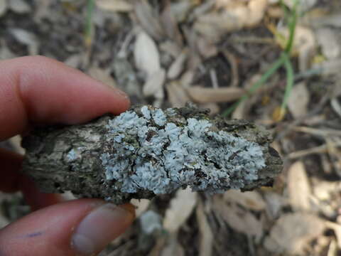 Image of rosette lichen