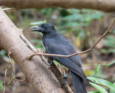 Image of Guam Crow