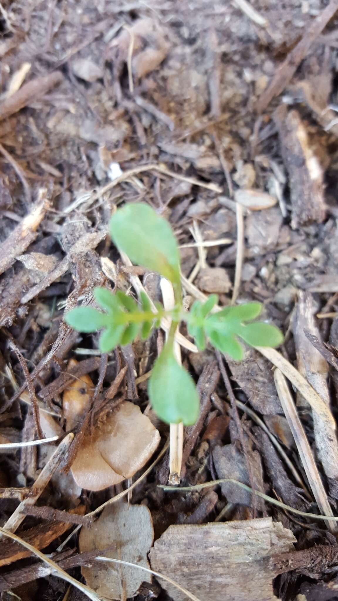 Image de Ellisia nyctelea (L.) L.