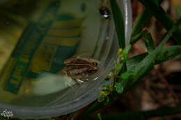 Image of Two-spaded Narrowmouth Toad