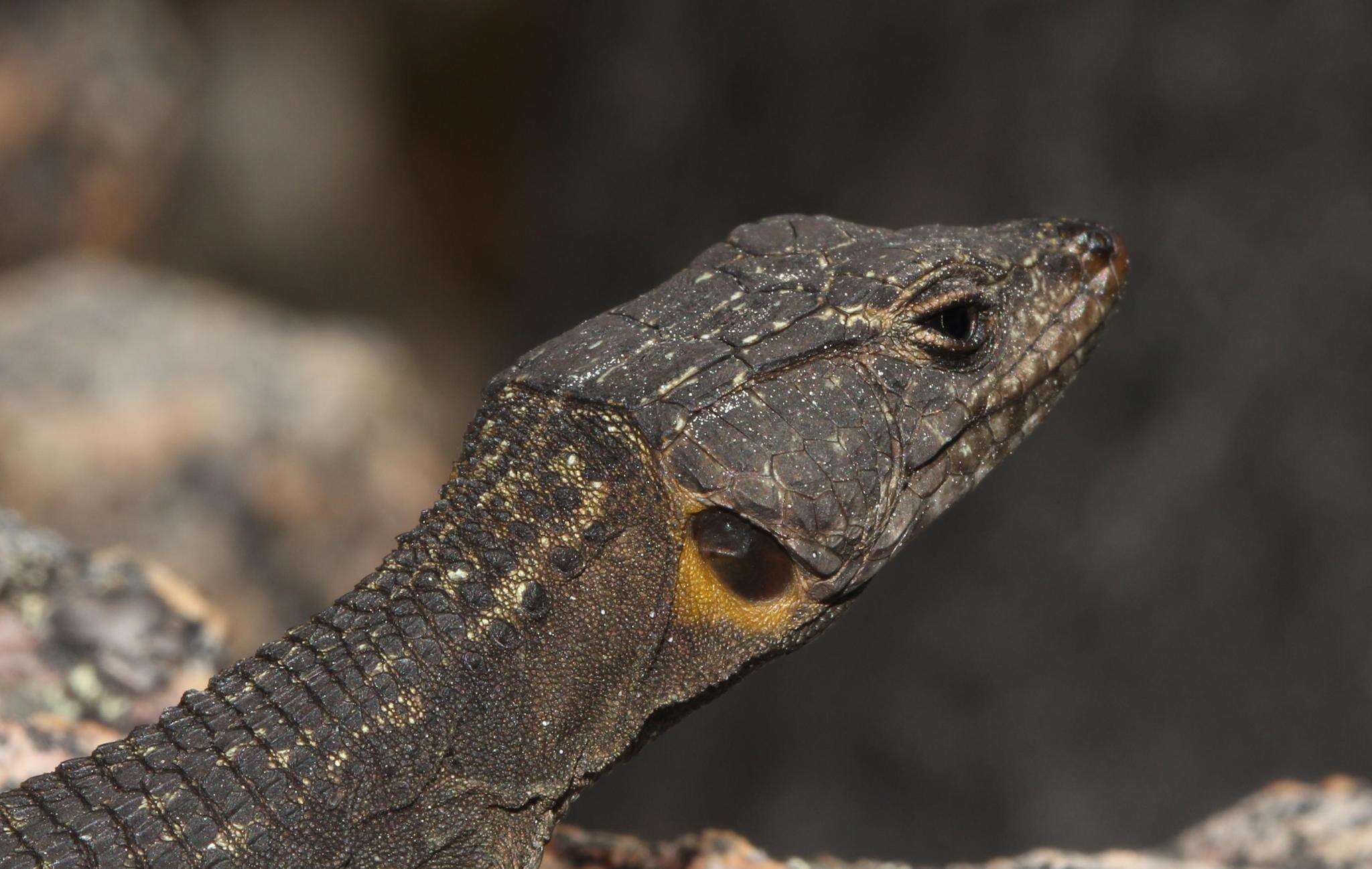 Image of False girdled lizards