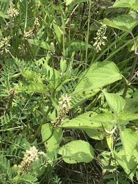 Image of Astragalus micranthus Desv.