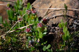 Image of Amphibolia laevis (Ait.) Hartmann