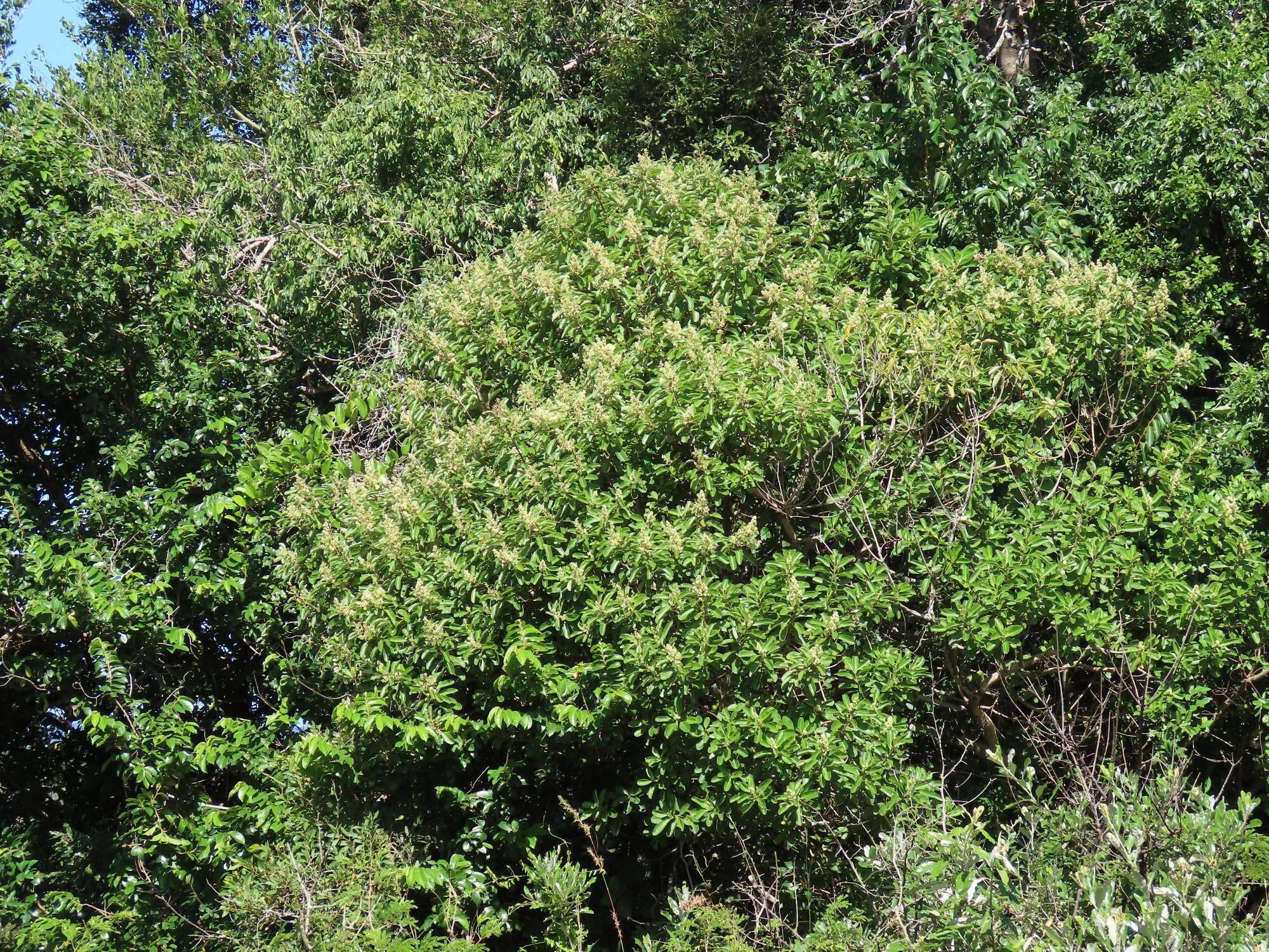 Image of Ozoroa obovata (Oliv.) R. & A. Fernandes