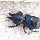 Image of Beach Ground Beetle