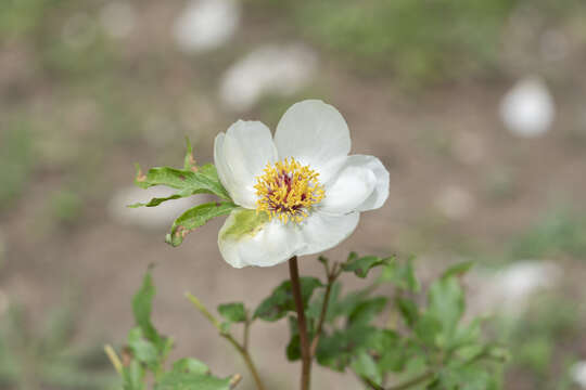 Plancia ëd Paeonia clusii subsp. rhodia (Stearn) Tsan.