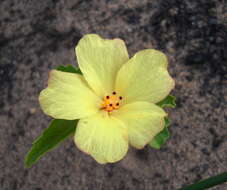 Image of Hibiscus aethiopicus var. aethiopicus