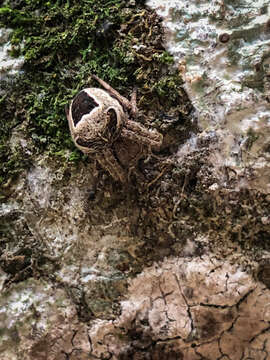 Sivun Araneus nigroquadratus Lawrence 1937 kuva