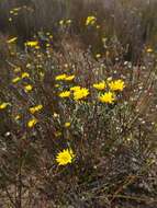 Plancia ëd Oedera rotundifolia (Less.) N. G. Bergh