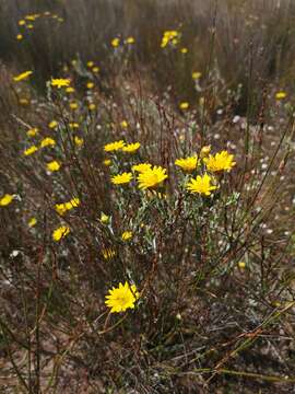 Image de Oedera rotundifolia (Less.) N. G. Bergh