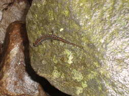 Image of Santeetlah Dusky Salamander