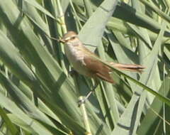 Image of Clamorous Reed Warbler