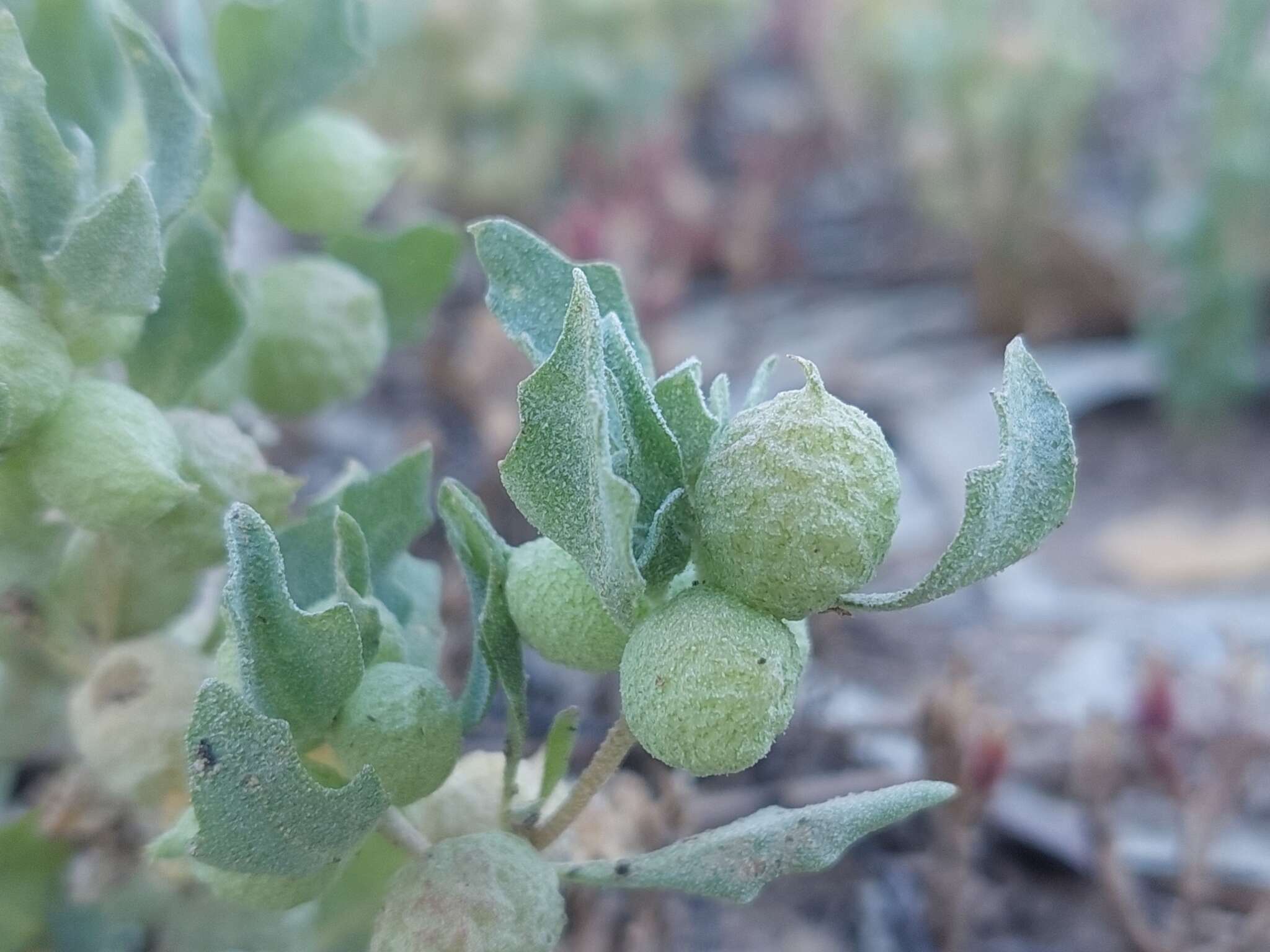 Plancia ëd Atriplex holocarpa F. Müll.