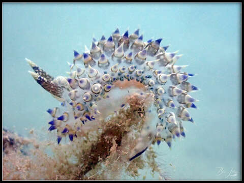 Image of Janolus flavoanulatus Pola & Gosliner 2019