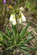 صورة Onosma simplicissima