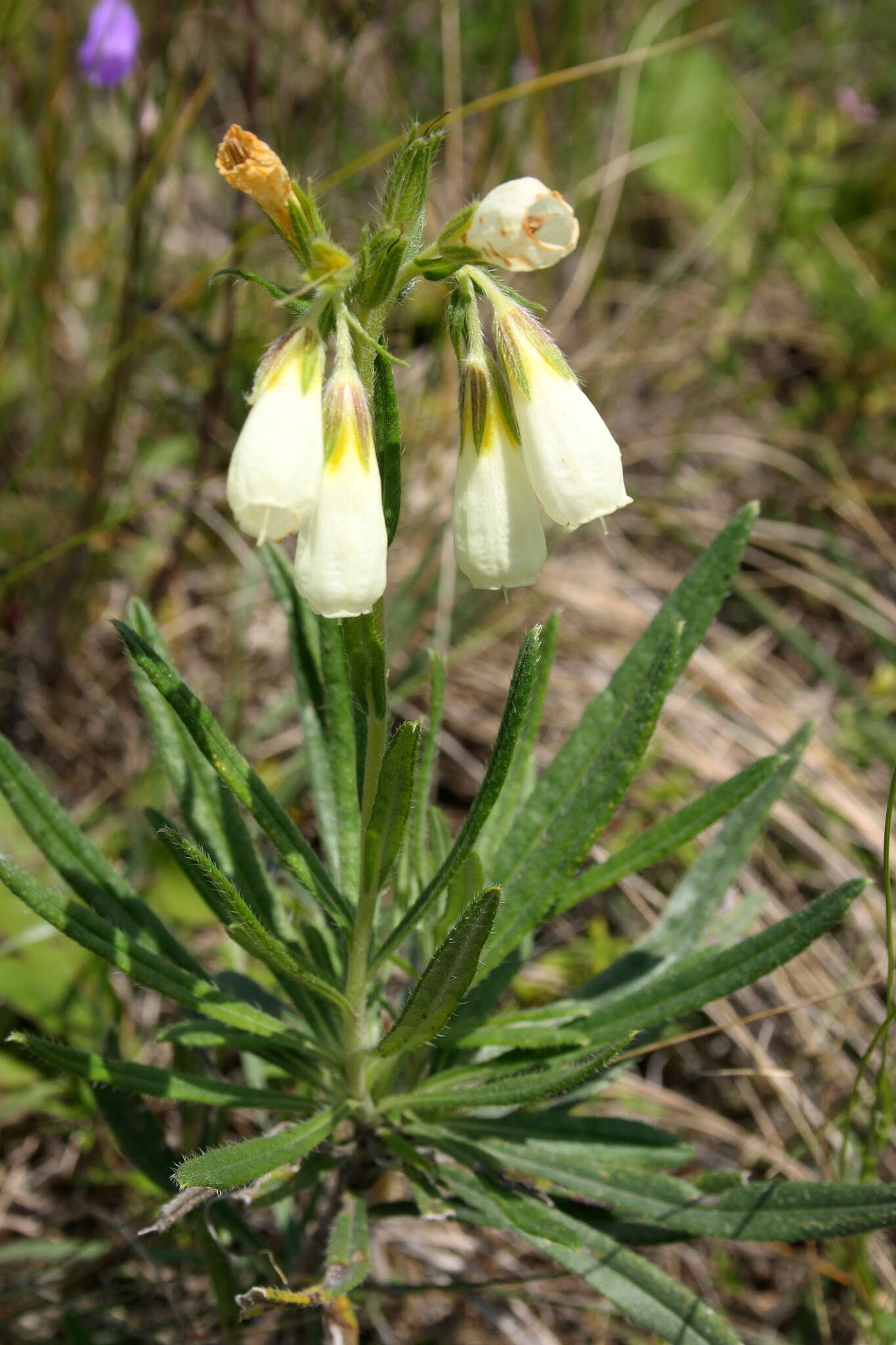 Image de Onosma simplicissima