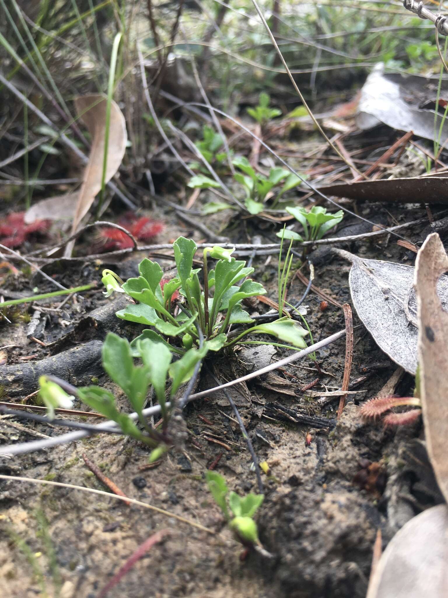 Image of Viola hederacea subsp. cleistogamoides L. Adams