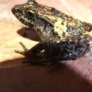 Image of Underwood’s Litter Frog