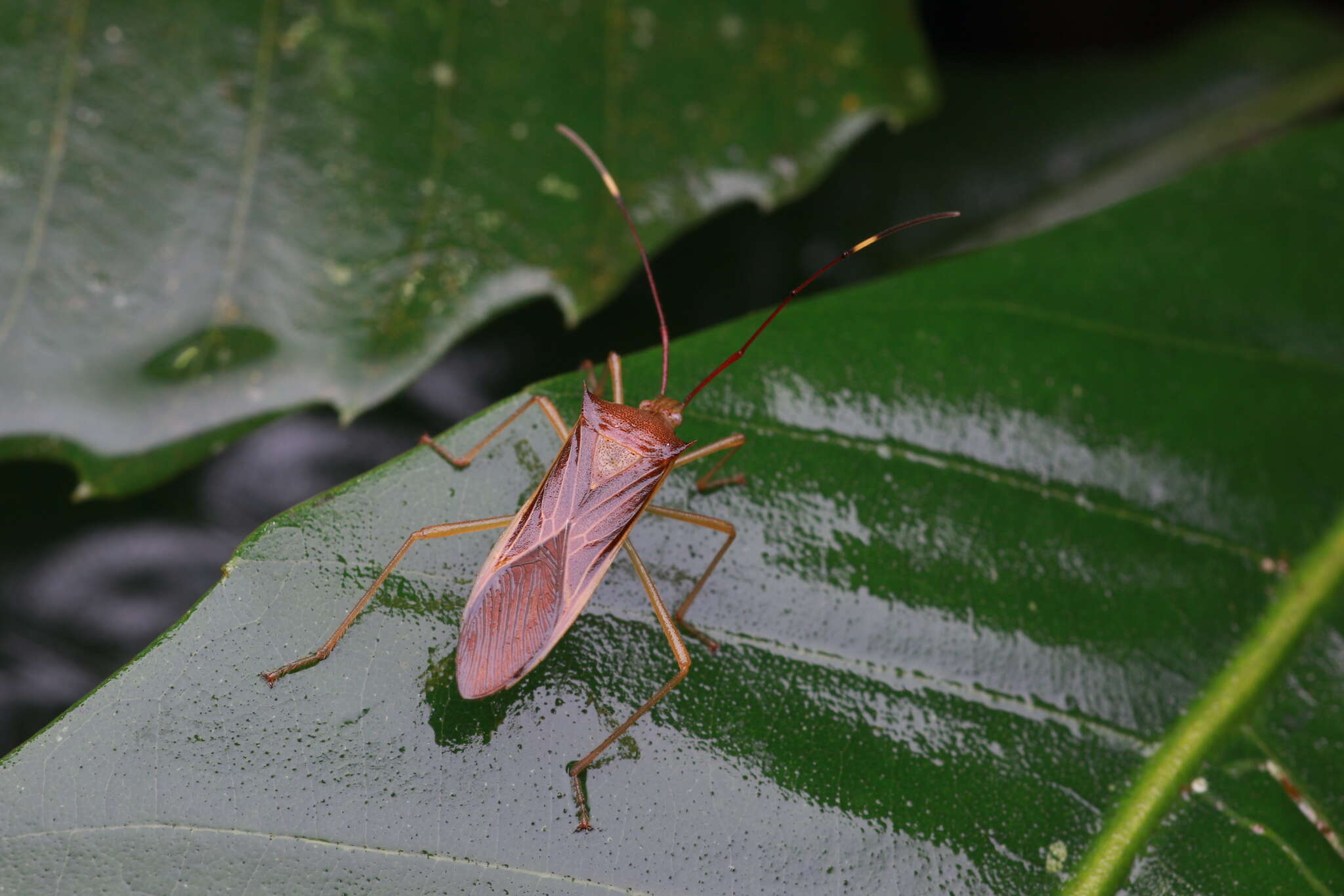 Sivun Paradasynus spinosus Hsiao 1963 kuva