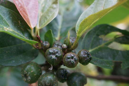 Ficus benguetensis Merr.的圖片