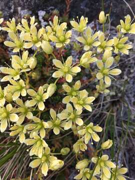 Sivun Saxifraga bronchialis subsp. funstonii (Small) Hult. kuva