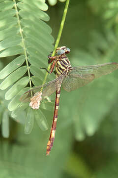 Image of Broad-striped Forceptail