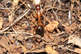 Imagem de Camponotus pilicornis (Roger 1859)