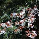 Image of Prunus serrulata spontanea (E. H. Wilson) Chin S. Chang
