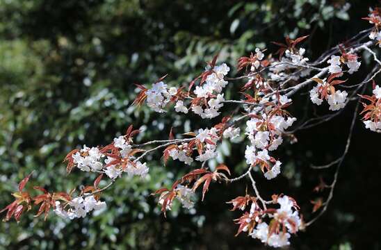 Sivun Prunus serrulata spontanea (E. H. Wilson) Chin S. Chang kuva