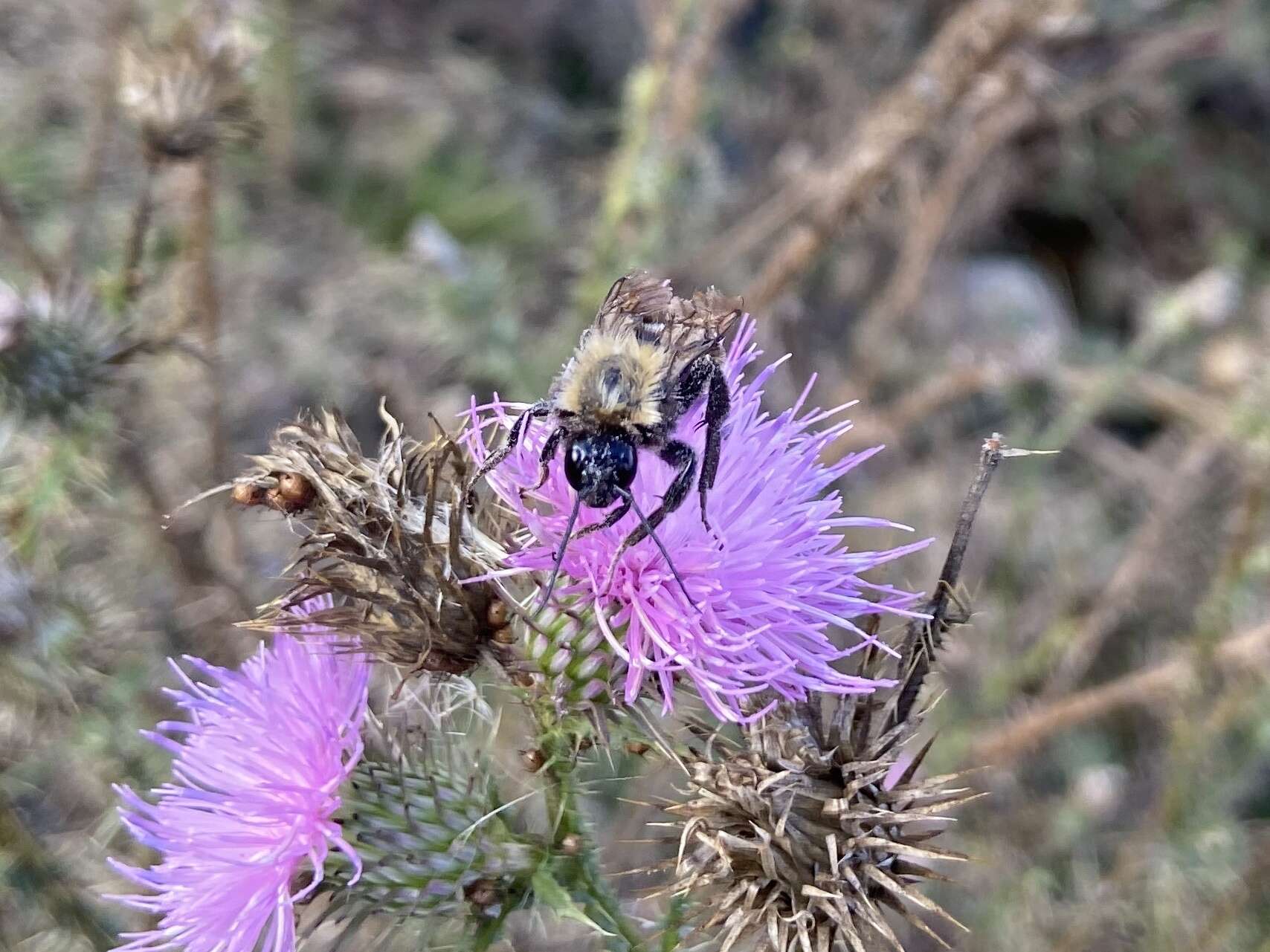 Imagem de Bombus bellicosus Smith 1879