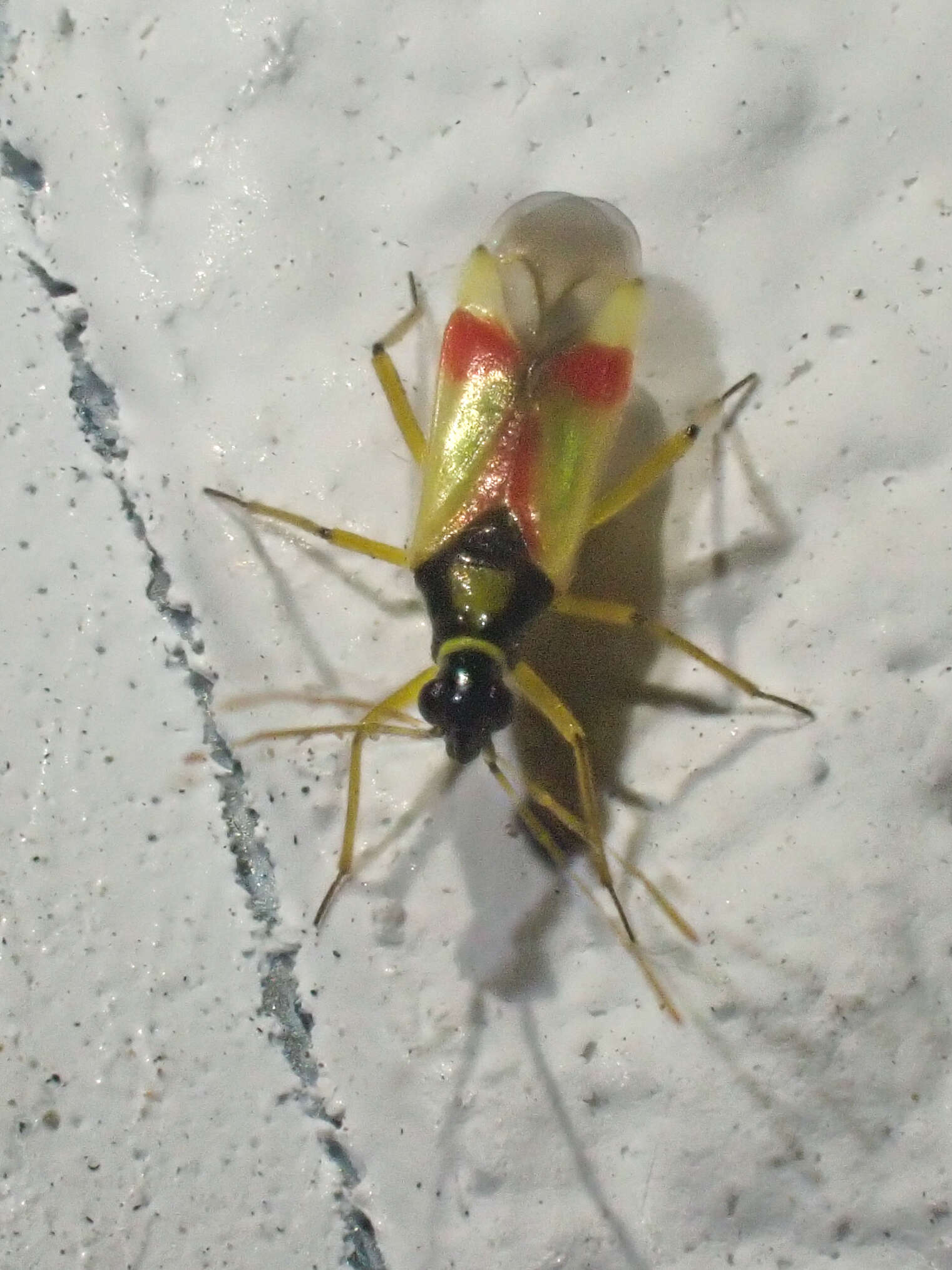 Слика од Tupiocoris californicus (Stal 1859)