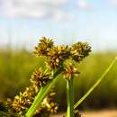 Image of Cyperus pseudokyllingioides Kük.