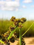 Image of Cyperus pseudokyllingioides Kük.