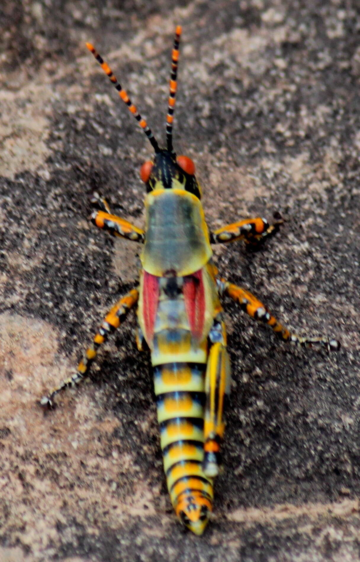 Image of Elegant Grasshopper