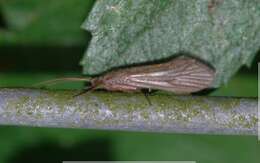 Tinodes waeneri (Linnaeus 1758) resmi