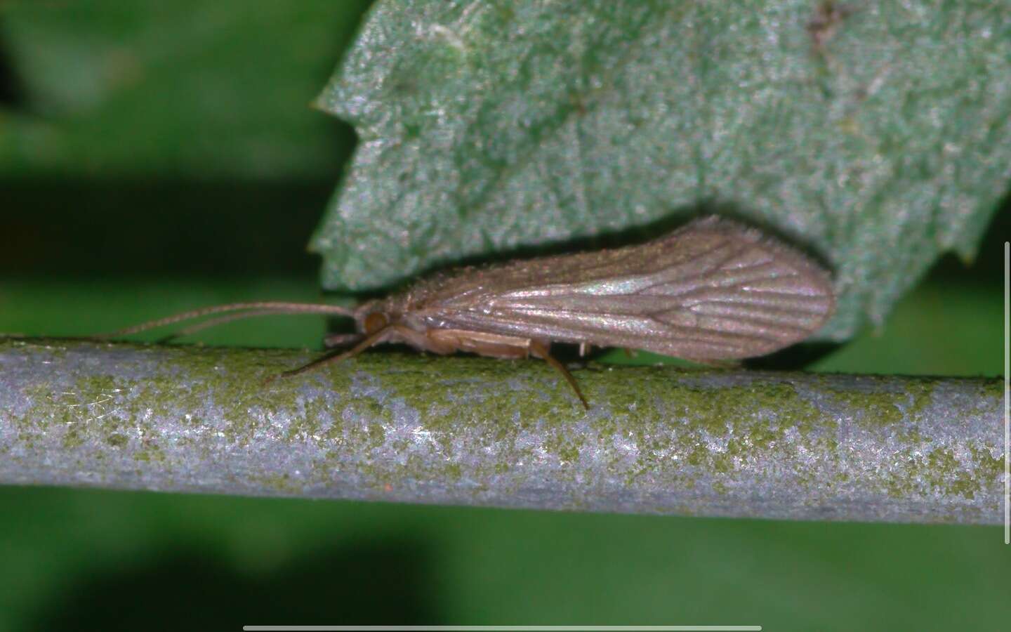 Tinodes waeneri (Linnaeus 1758) resmi