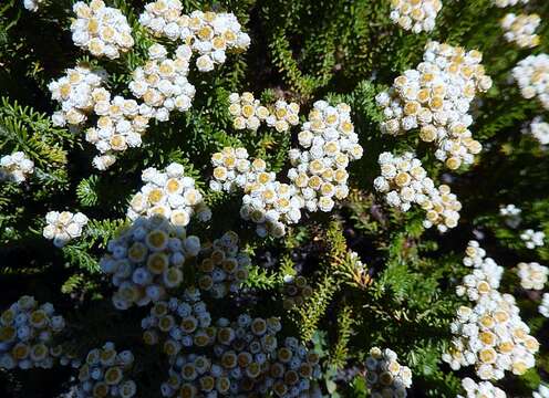 Image of Helichrysum teretifolium (L.) Sw.