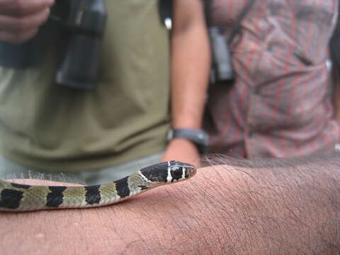 Image of Wynad Keelback