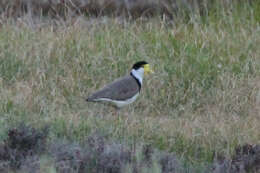 Image of Masked Lapwing