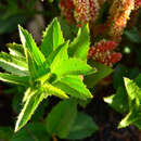 Imagem de Acalypha angustata Sond.