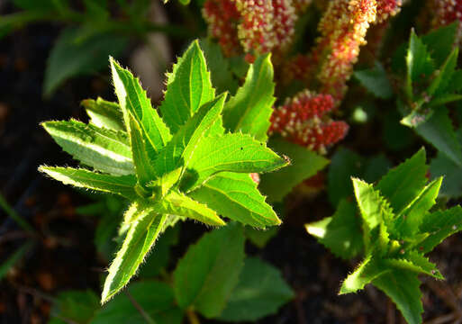 Imagem de Acalypha angustata Sond.