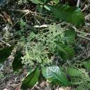 Sivun Melicope semecarpifolia (Merr.) T. G. Hartley kuva