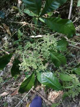 Image of Melicope semecarpifolia (Merr.) T. G. Hartley