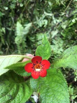 Image de Kohleria grandiflora L. P. Kvist & L. E. Skog