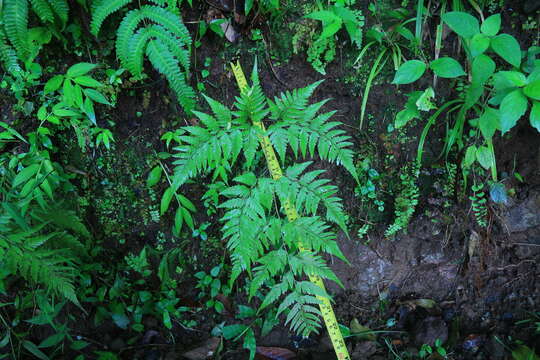 Image de Davallia denticulata (Burm. fil.) Mett. ex Kuhn