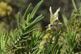 Image of Lavandula viridis L'Hér.