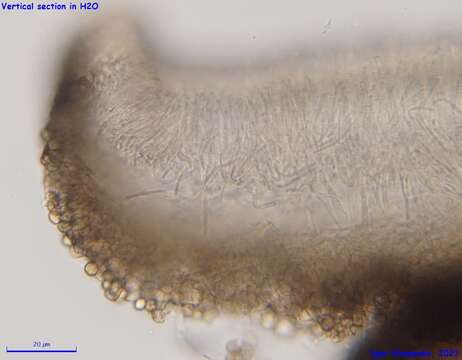 Plancia ëd Tapesia lividofusca (Fr.) Rehm 1891