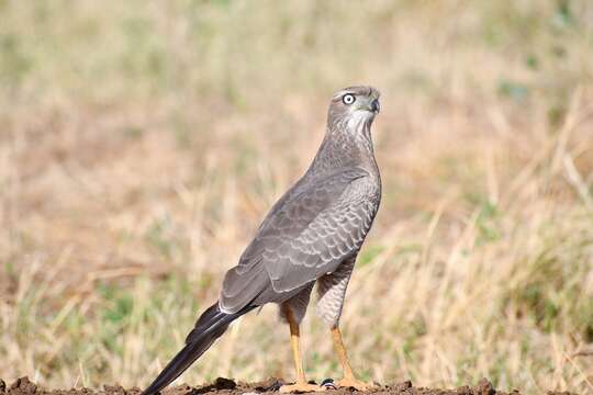 Image of Eastern Chanting Goshawk