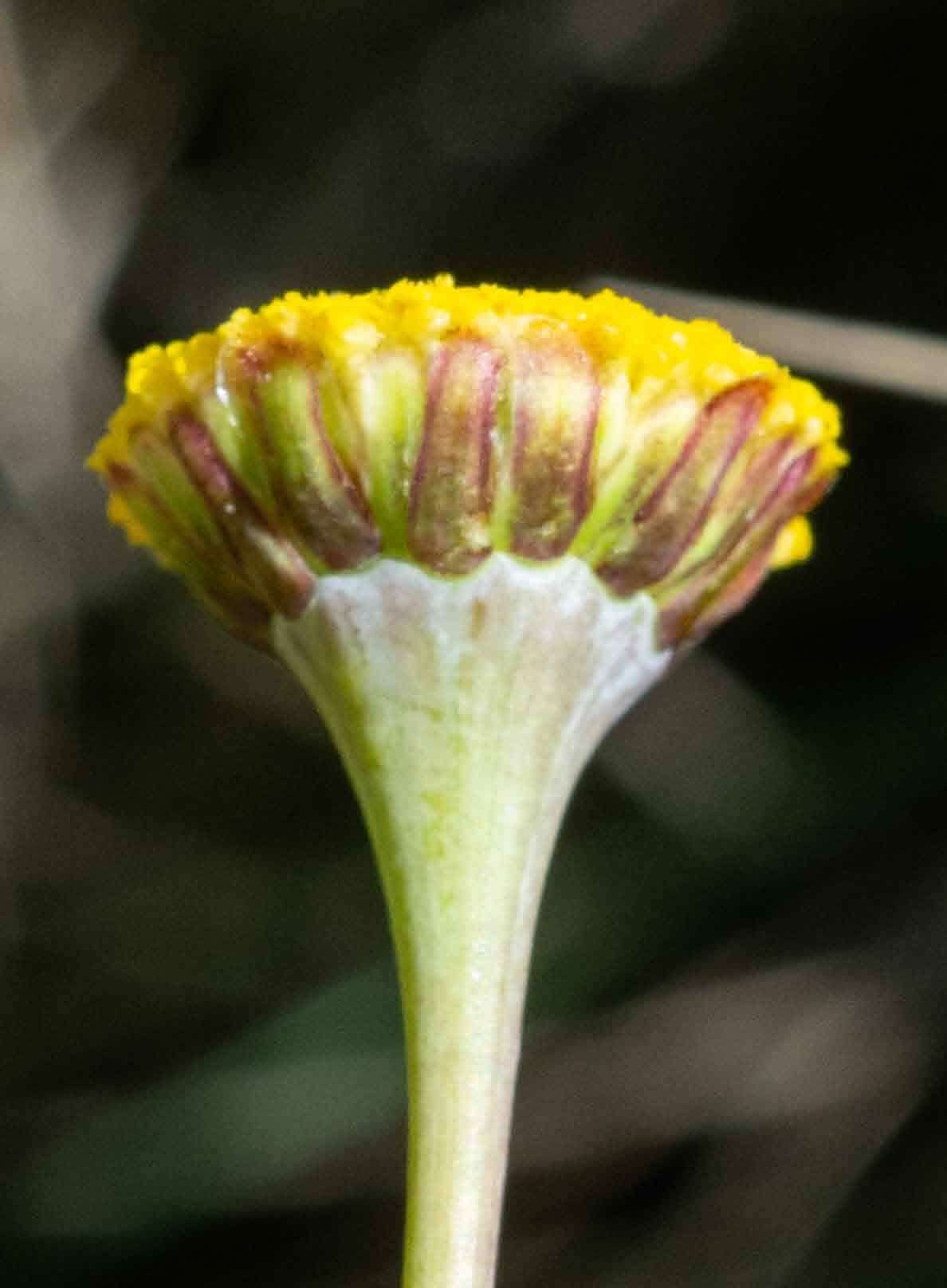 Image of Cotula membranifolia Hilliard